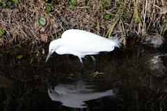 Egretta garzetta