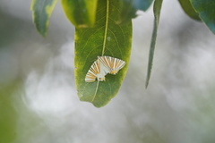 Pityeja histrionaria