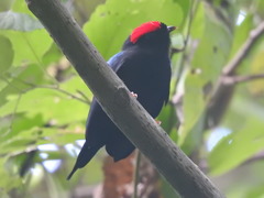 Chiroxiphia lanceolata