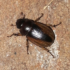 Leucothyreus marginaticollis