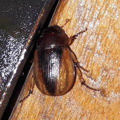 Leucothyreus marginaticollis