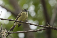 Phyllomyias fasciatus