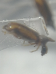 Notoxus binotatus