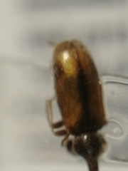 Notoxus binotatus