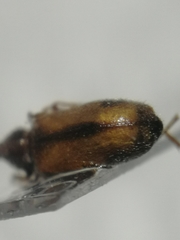 Notoxus binotatus