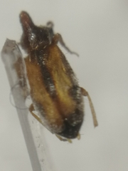 Notoxus binotatus