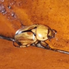 Cyclocephala suturalis