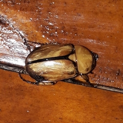 Cyclocephala suturalis