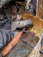 Rhinella castaneotica