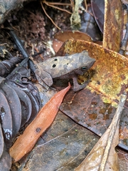 Rhinella castaneotica