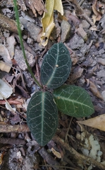 Echites tuxtlensis