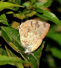 Panthiades hebraeus
