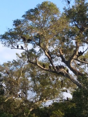 Coragyps atratus image