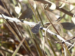 Lerodea erythrostictus