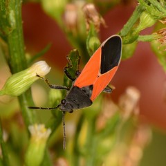 Melanopleurus belfragei