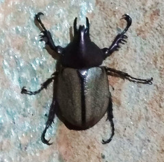 Agaocephala mannerheimi