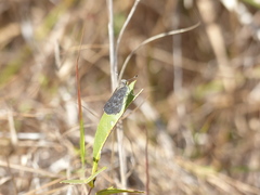 Lerodea erythrostictus