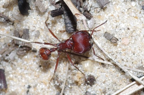 Florida Harvester Ant