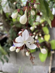 Clerodendrum schmidtii