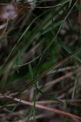 Crotalaria rotundifolia