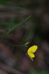 Crotalaria rotundifolia