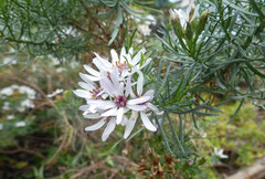Olearia glutinosa