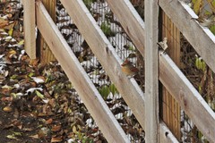 Cardinalis cardinalis