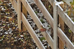 Cardinalis cardinalis