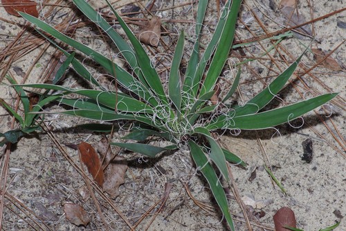 Yucca filamentosa image