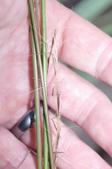 Aristida spiciformis