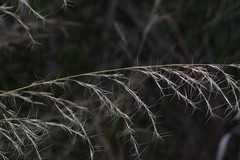 Aristida spiciformis