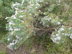 Olearia glutinosa
