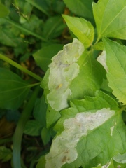 Calycomyza eupatorivora