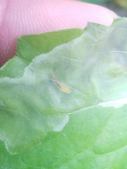 Calycomyza eupatorivora