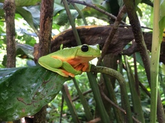 Agalychnis moreletii