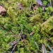 Hook-leaved Fern Moss - Photo (c) Pat Deacon, some rights reserved (CC BY-NC), uploaded by Pat Deacon