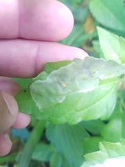 Calycomyza eupatorivora