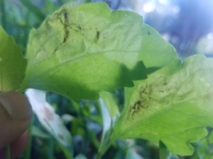 Calycomyza eupatorivora