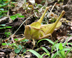 Xyleus discoideus angulatus