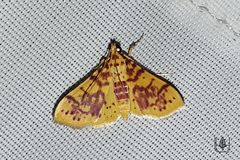 Conogethes haemactalis
