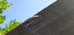 Chalcolepidius limbatus