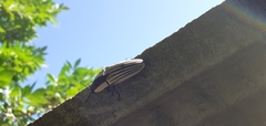 Chalcolepidius limbatus