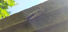 Chalcolepidius limbatus