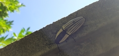 Chalcolepidius limbatus