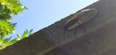 Chalcolepidius limbatus