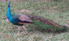 Pavo cristatus × muticus