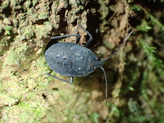 Pellaea stictica