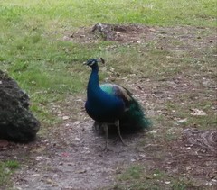 Pavo cristatus × muticus