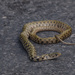 Yellow-Spotted Keelback - Photo (c) Bug's eyes photography, some rights reserved (CC BY-NC-ND), uploaded by Bug's eyes photography