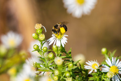 Melissodes communis communis